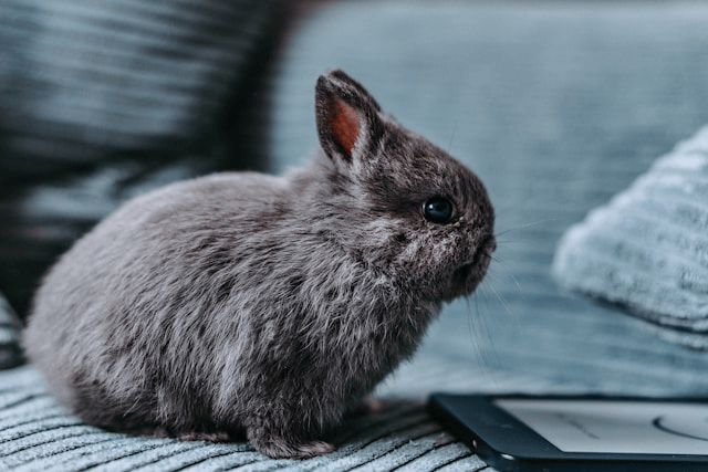 Pet Rabbit Tips
