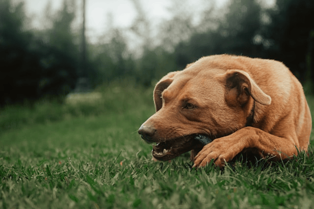 Stop Dog From Chewing Everything