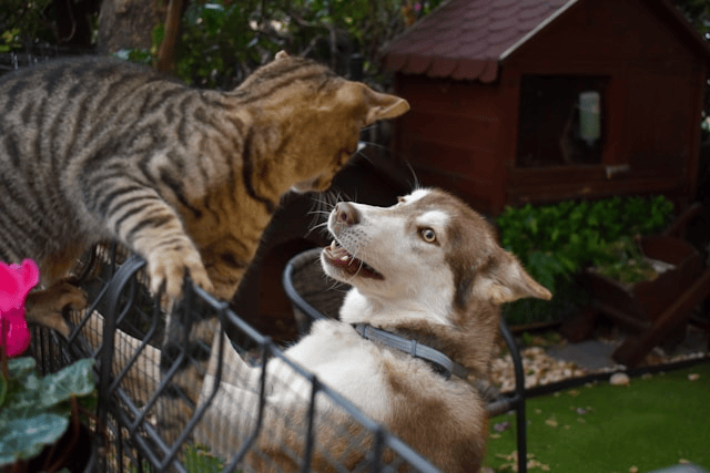 Aggressive Pets Deal