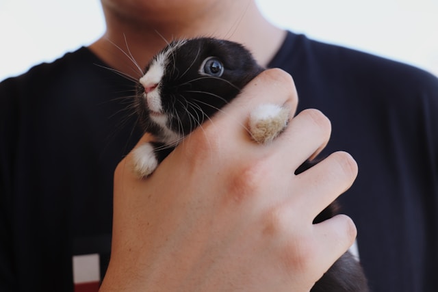 Best Small Pets for Kids