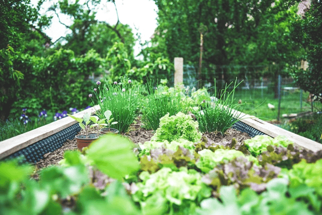 Build Raised Garden Bed