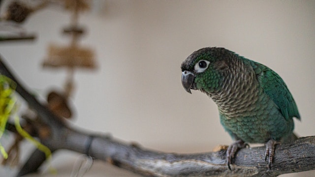 Care Pet Bird