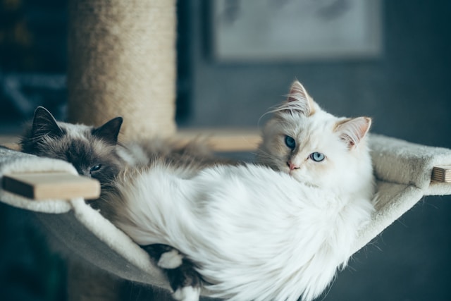 Cat Breeds Apartment Living