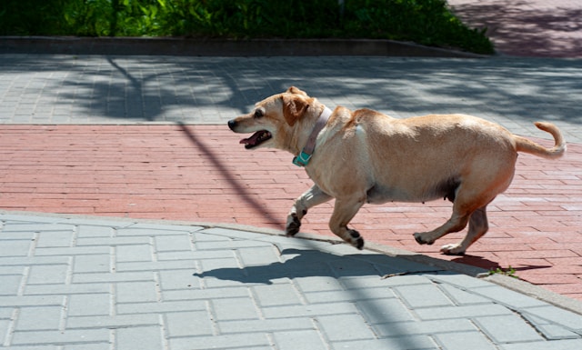 Exercise Pet in Hot Weather