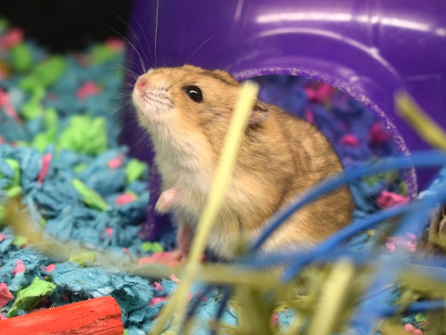 Gerbils