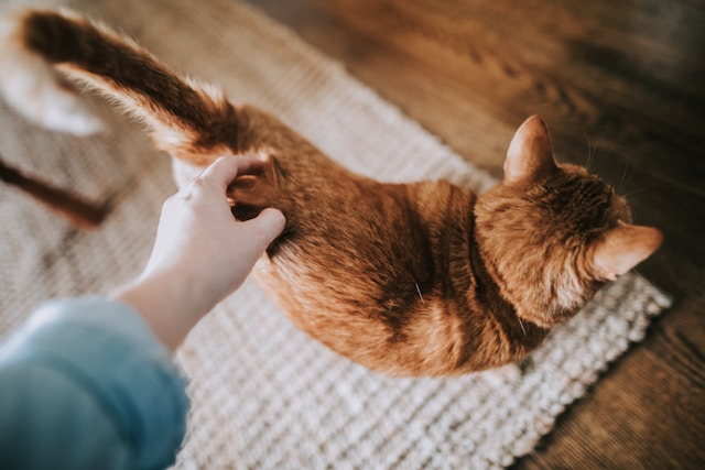 Grooming Cat at Home