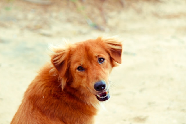 Homemade Pet Treat Recipes