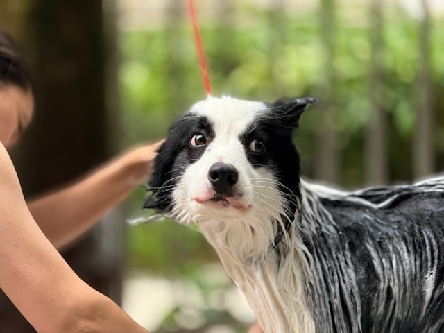 How to Bathe Dog