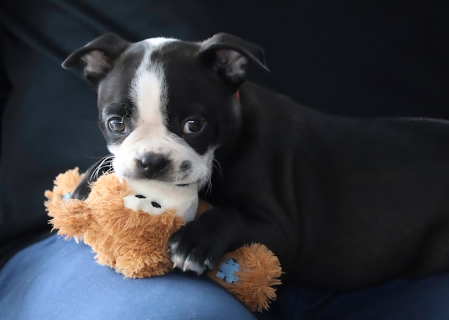 Introduce New Pet to Home