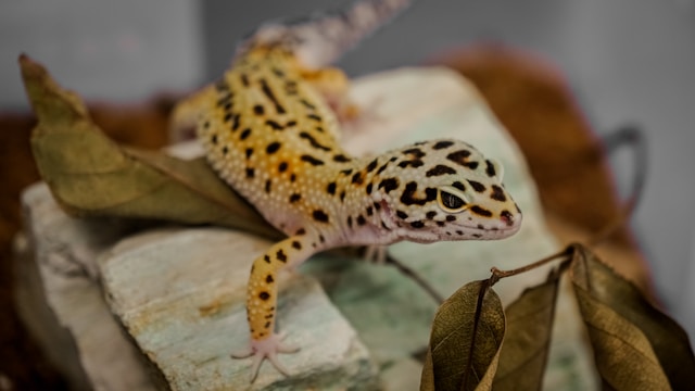 Leopard Geckos