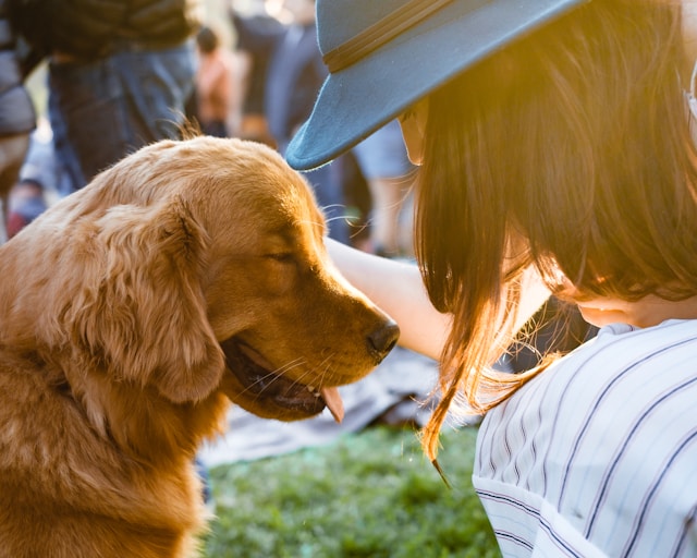 Pet Adoption vs Buying pet