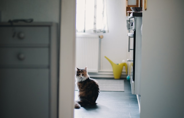 Pet-Friendly Home