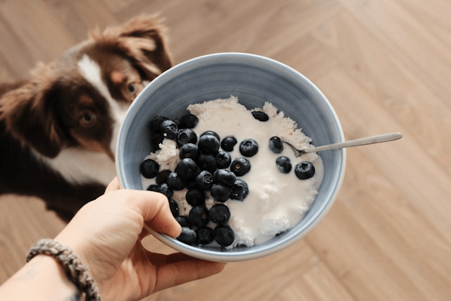 Pet Nutrition Guide