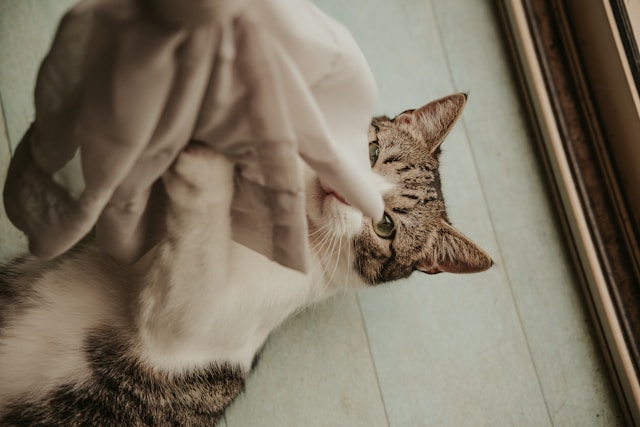 Socialize Shy Pet