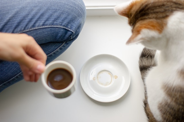 Start Pet Routine