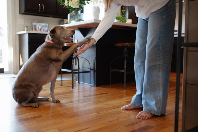 Teach Dog Basic Commands