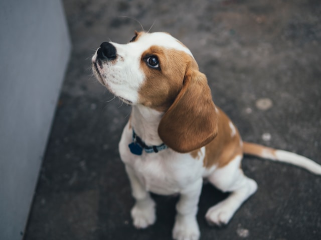 Train Puppy in 30 Days