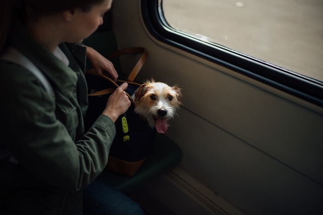 Travel With Pets Safely
