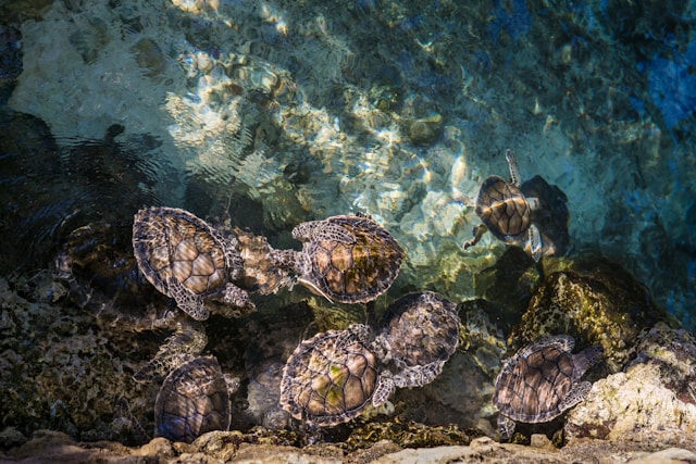 Turtles