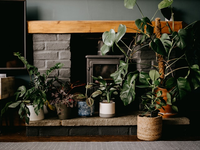 Best Low-Maintenance Houseplants