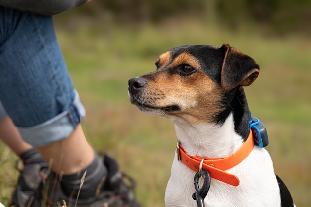 Best Pet Tracking Devices