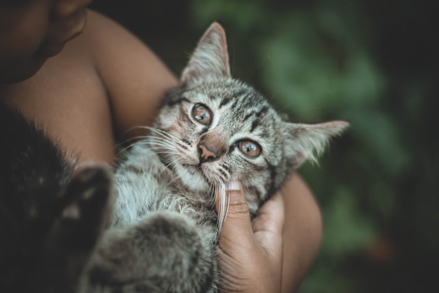 Calm Nervous Pet