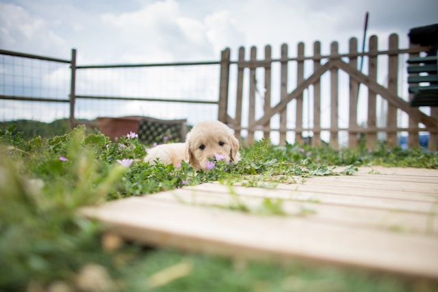 Crate Train Dog
