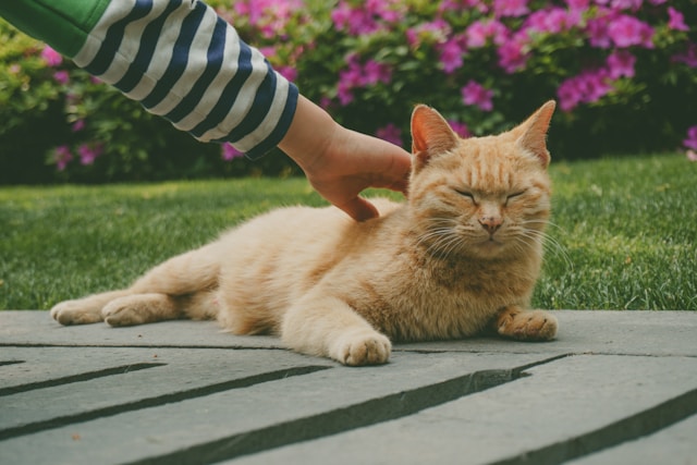 Handle Pet Allergies