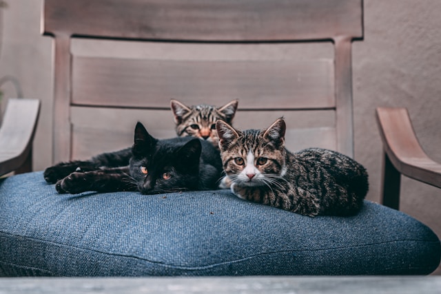 Multi-Pet Households Tips