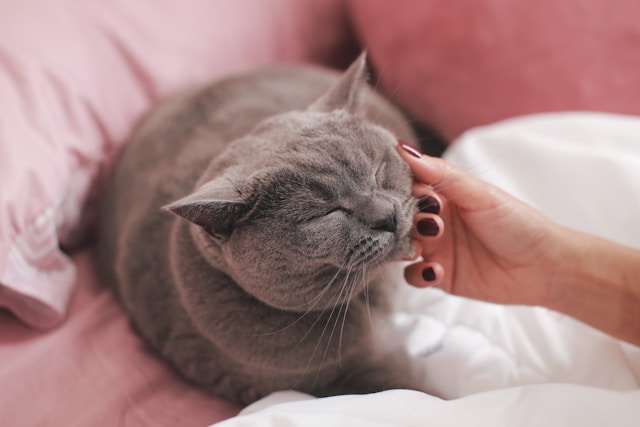Natural Remedies for Pet Ailments