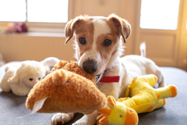 Pet Entertained Toys