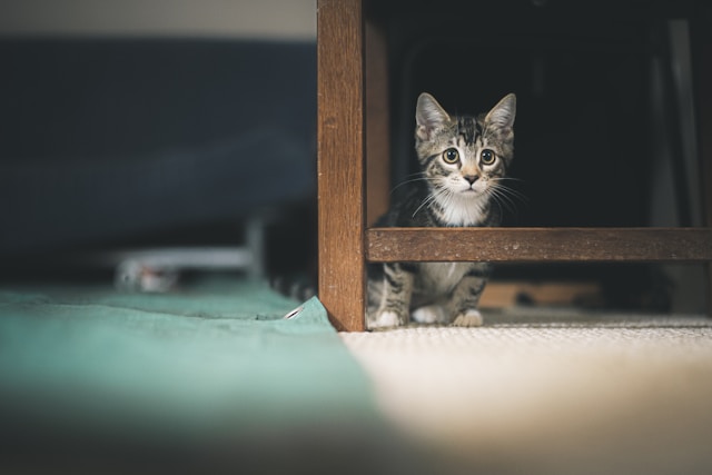 Pet New Home Transition