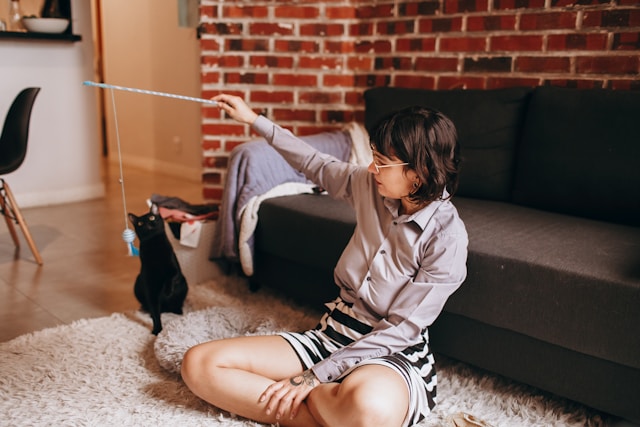 Pets Indoor Activities