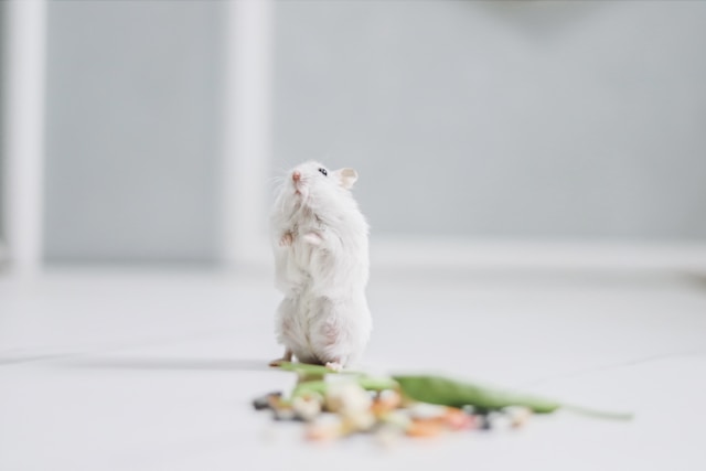 Raw Pets Diet Food