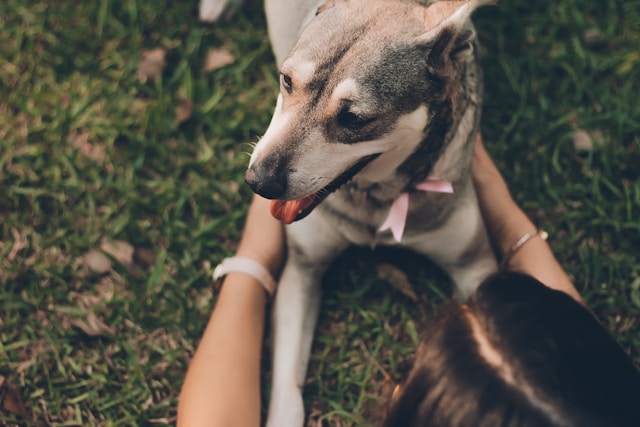 Science behind Love Pets