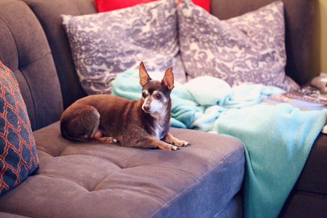 Senior Pet Care