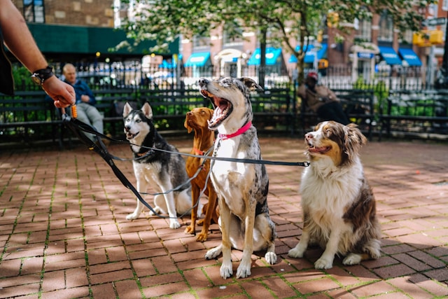Start Pet Blog
