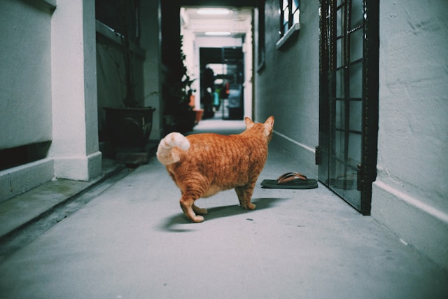 What to Do Pet Goes Missing