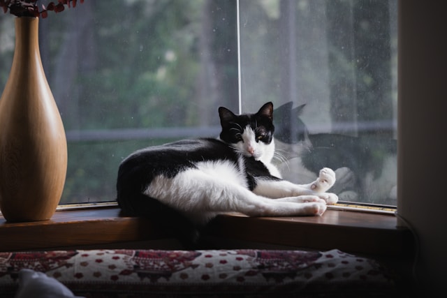 pet photography tips